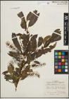 Foto von Salix pentandra L.